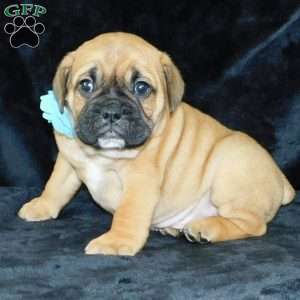 Buster, Miniature Bulldog Puppy